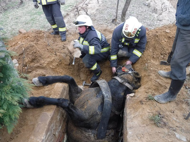Így mentették ki a szennyvízgödörbe esett lovat a barcsi tűzoltók