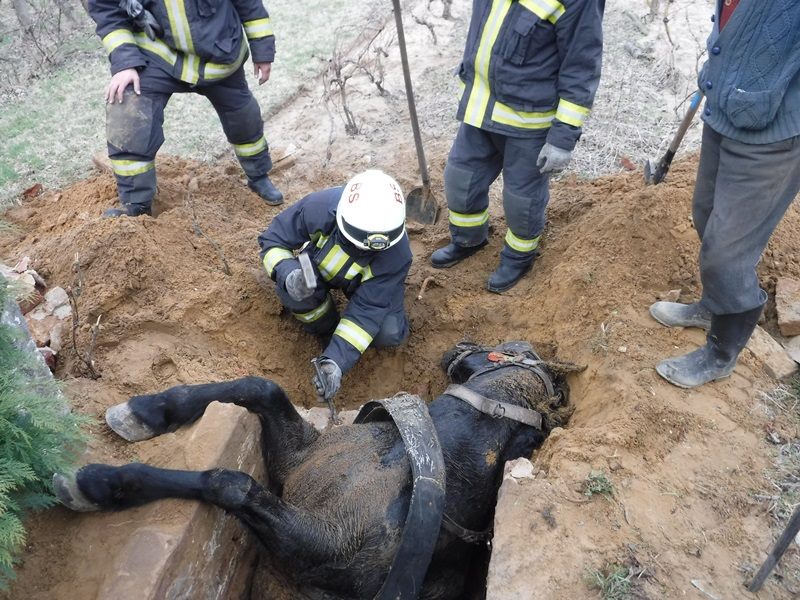 Így mentették ki a szennyvízgödörbe esett lovat a barcsi tűzoltók