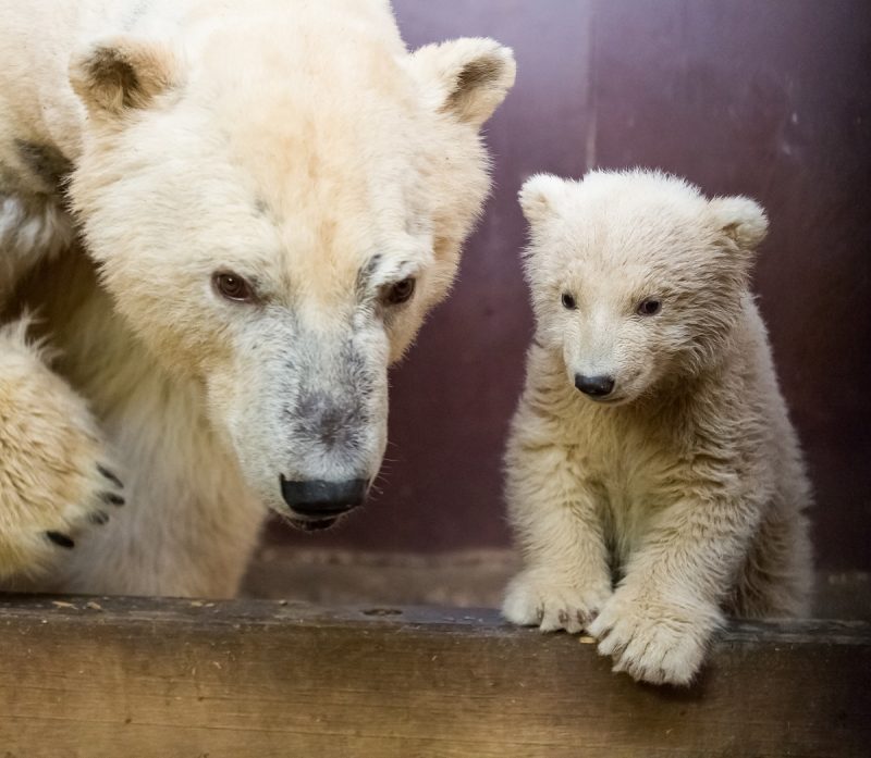 Elpusztult a 4 hónapos jegesmaci a berlini állatkertben