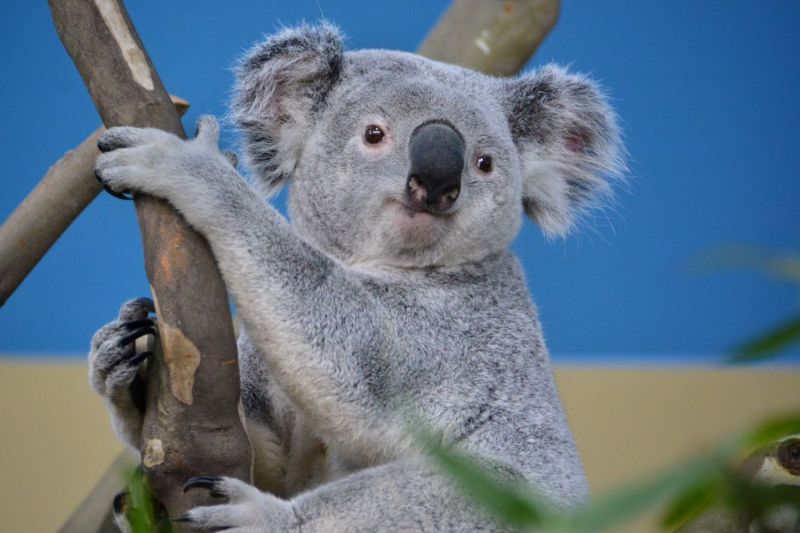 El kellett altatni a Fővárosi Állatkert koaláját