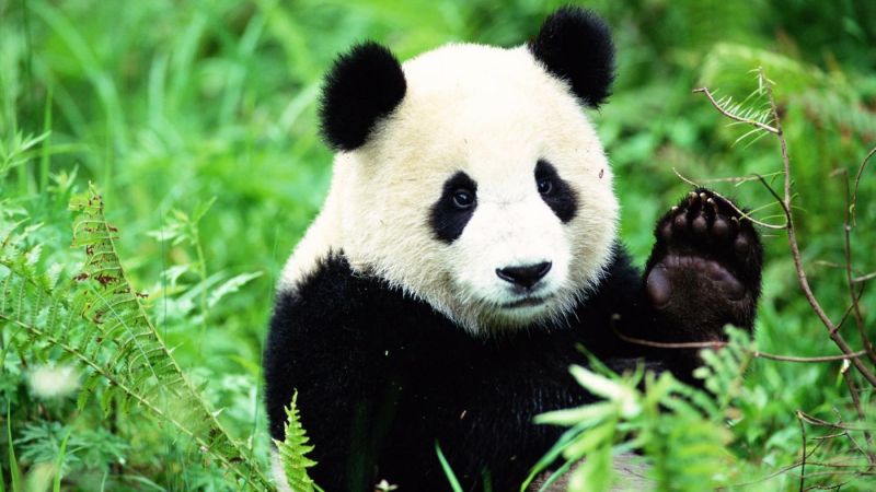 Rejtőzködni próbálnak a pandák a fekete-fehér bundában