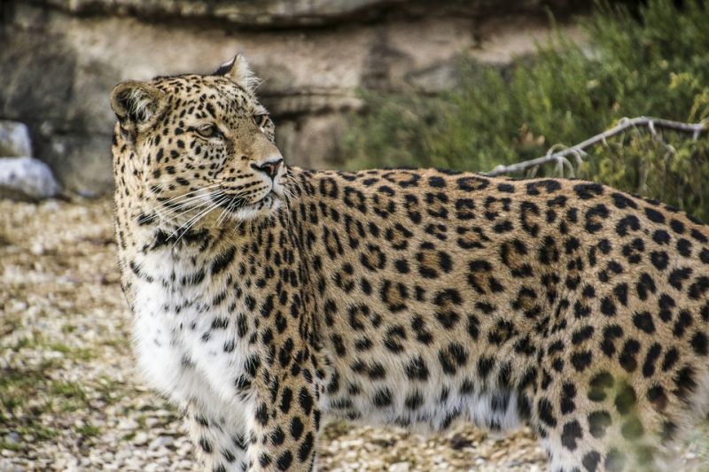 Kifutópályán ólálkodó leopárd miatt zárták le a repteret