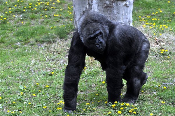 40 éves lett az Állatkert legidősebb gorillája