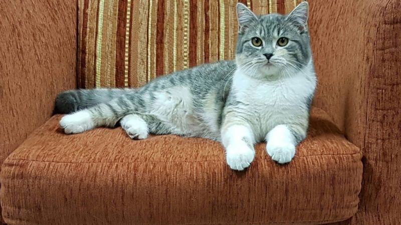 50 ezret kap, aki előkeríti a gödöllői polgármester macskáját