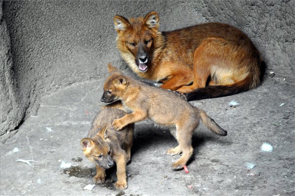 Ázsiai vadkutyák születtek a budapesti állatkertben