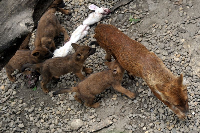 Ázsiai vadkutyák születtek a budapesti állatkertben
