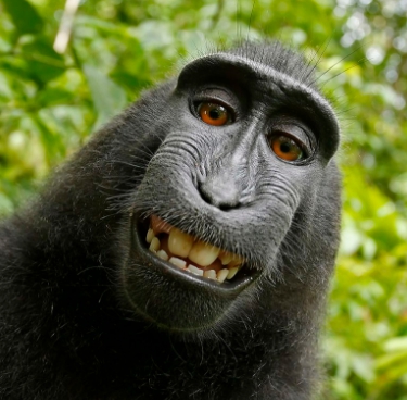 Teljesen tönkrement az állatvédők miatt a majomszelfis fotós