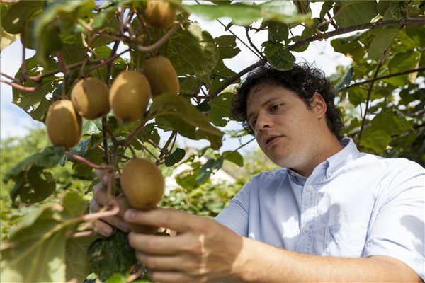 Itt az új magyar narancs: kivit termesztenek Zalában