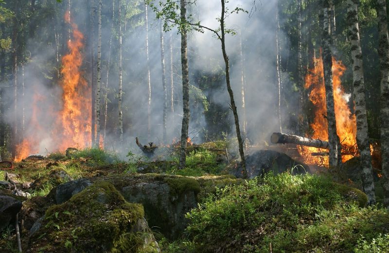 Erdőtüzek pusztítanak a horvát tengerparton és Hvar szigetén