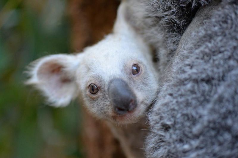 Mi legyen a neve a világ első fehér koalájának? Szavazzuk meg!