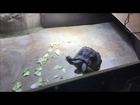 Húsz éves lett a híres kétfejű teknős
