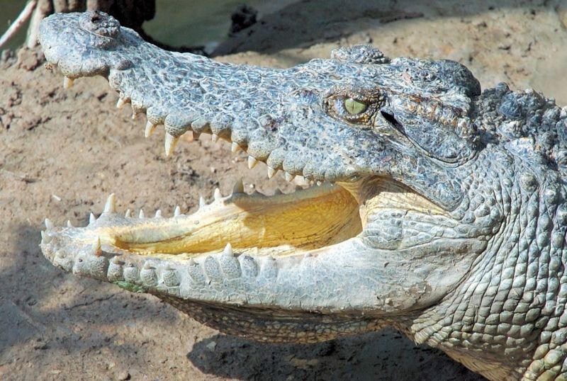 Vécézés után megmosta a kezét az öbölben, de egy krokodil elragadta a brit újságírót