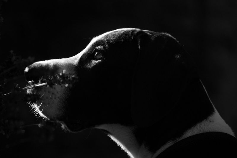 Ritka aljas módon ölte meg kutyáját egy szabolcsi férfi – fellebbezett az ítélet ellen