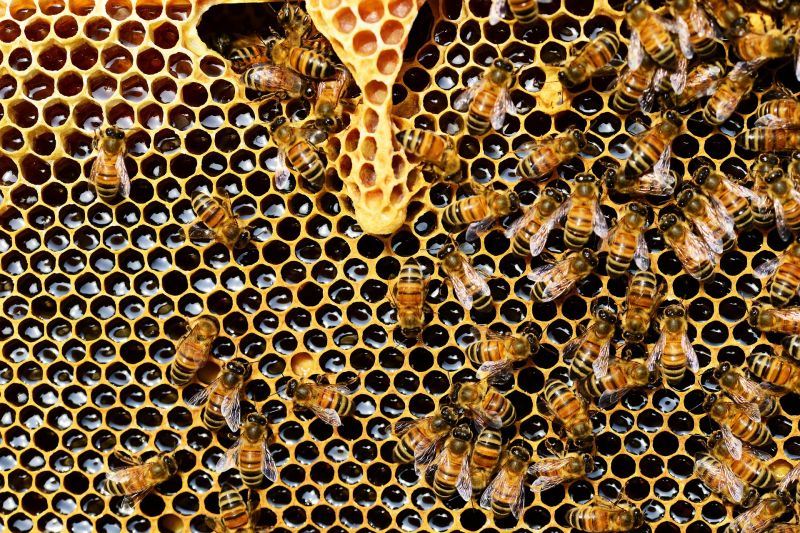 Az egészségre is veszélyes a hamisított méz