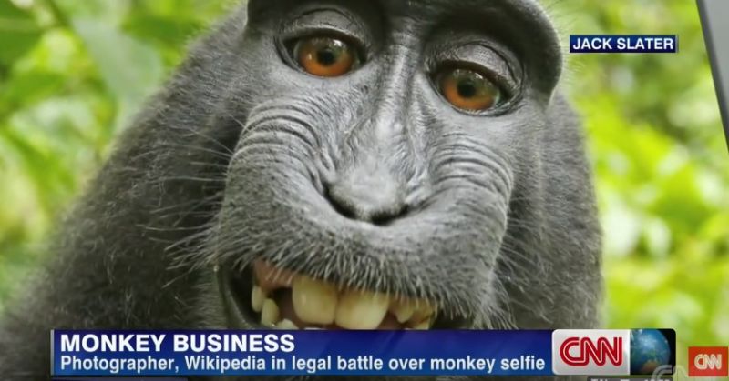 Szelfit lőtt magáról a majom – két évig pereskedtek, hogy a fotósé vagy a majomé a szerzői jog
