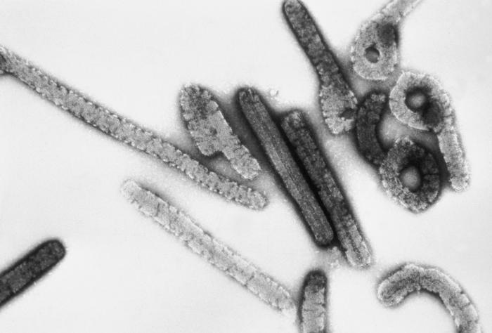 Ebolához hasonló vírus terjed Ugandában