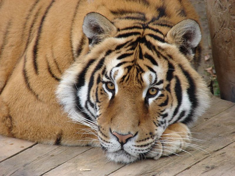 Lelőttek egy cirkuszból elszabadult tigrist Párizsban