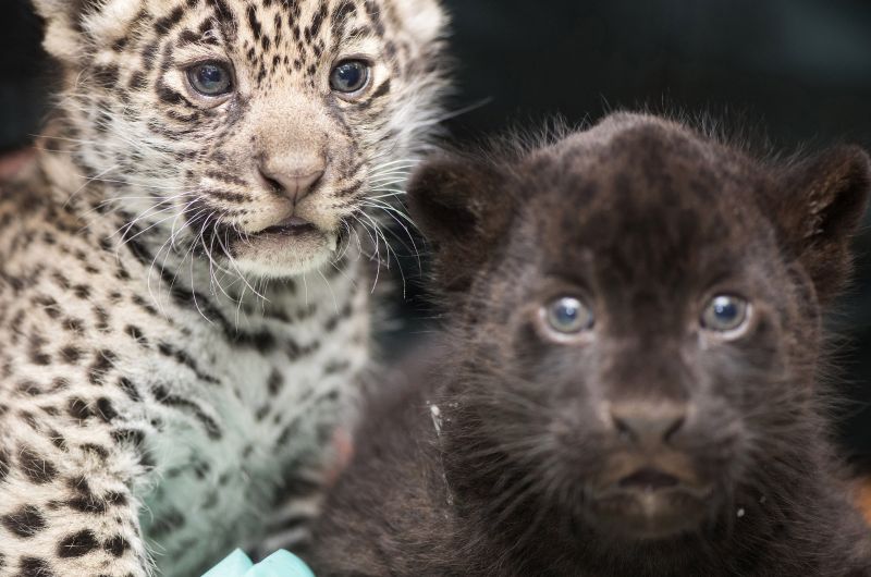 Karácsonyi elolvadás: íme a nyíregyházi Állatpark jaguárikrei