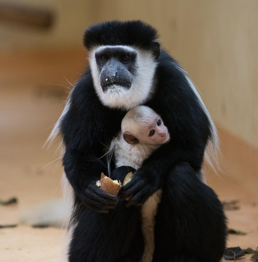 Zászlósfarkú kolobusz és pápaszemes pingvin született a debreceni állatkertben