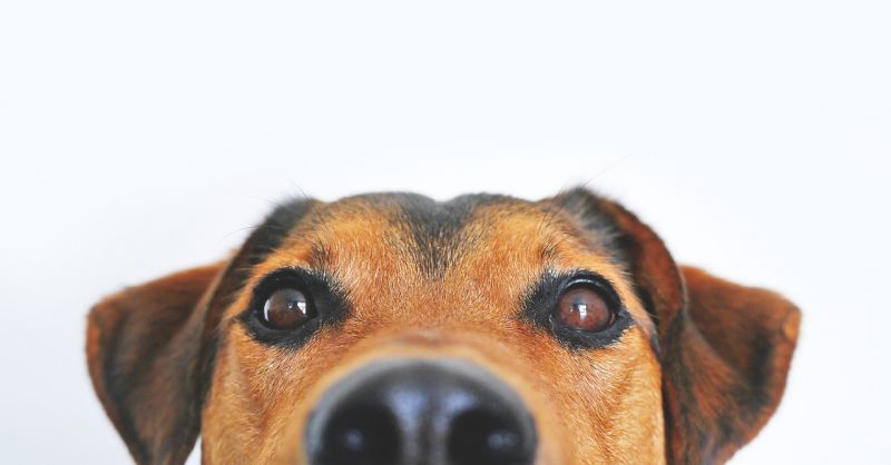 Szilveszter: ne pátyolgassuk a megrémült kutyát, inkább vonjuk el a figyelmét