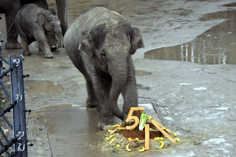 Képek: ötödik születésnapját ünnepelte az állatkert elefántja 