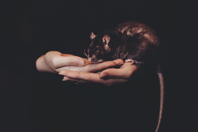 A fiatal szülők hagyták, hogy patkányok harapdálják véresre kisbabájuk arcát – több mint száz alkalommal rágcsálták meg az újszülöttet