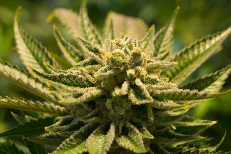 Az új esztendő első napja óta legális a marihuána Kaliforniában