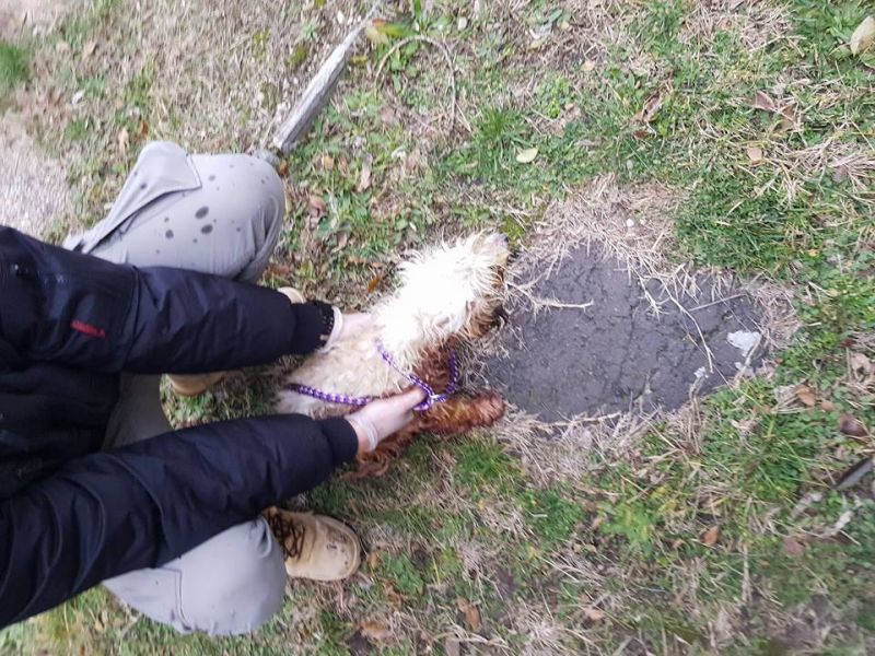 Hetekig élt halott gazdájához bújva egy kutya Újpesten