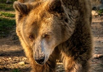 Medve támadt egy fiatalemberre a székelyföldi Szenterzsébeten  – többször is megharapta a férfi bokáját és combját