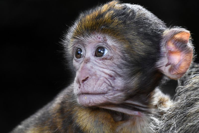 Siker: majmokat klónoztak kínai tudósok