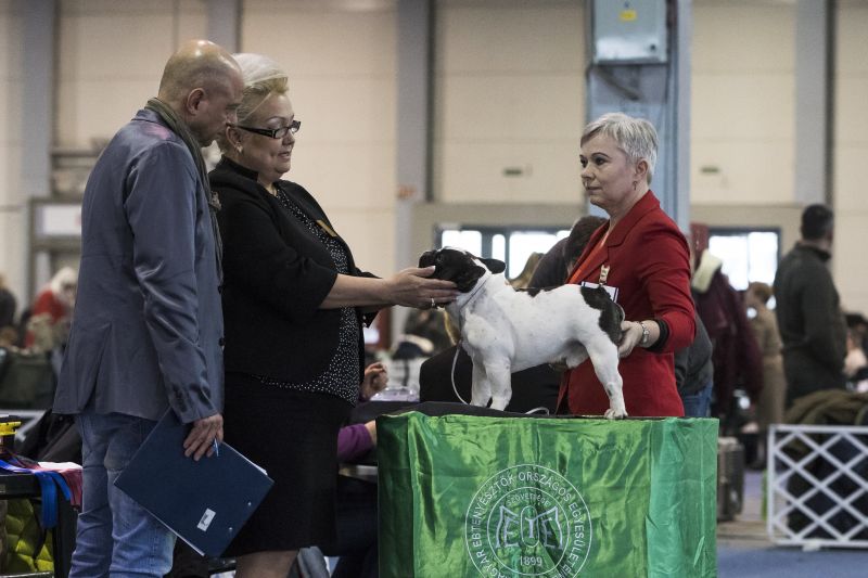 Nemzetközi kutyakiállítás volt szombaton Budapesten