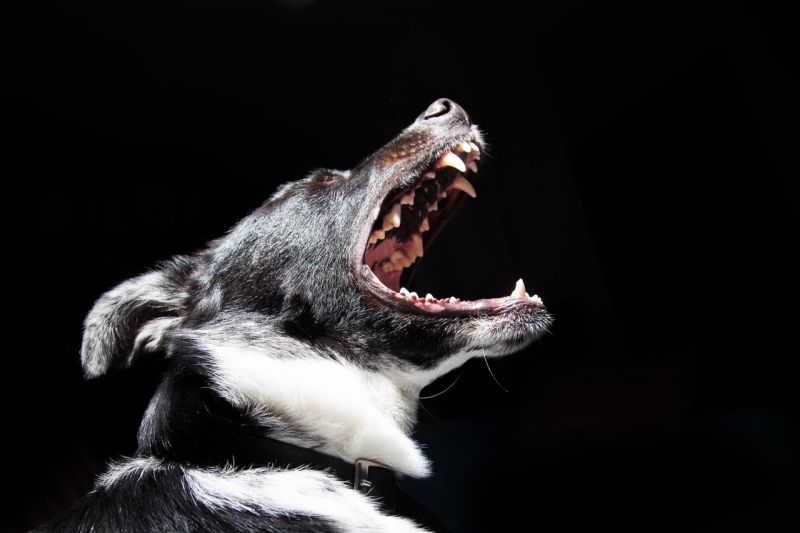 Kutyatámadás ért egy fideszes aktivistát Kesztölcön