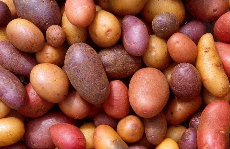 23 tonna ismeretlen eredetű krumplit talált egy teherautóban a NAV