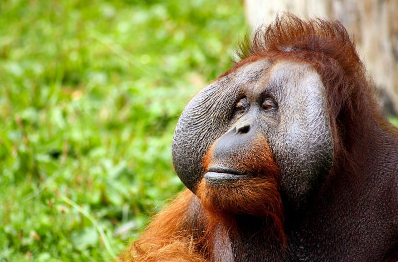 Több mint 100 ezer orangutánt öltek meg Borneón 16 év alatt 