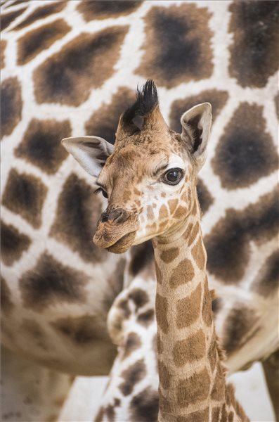 Nagyon cuki zsiráfborjú született a Nyíregyházi Állatparkban – fotó