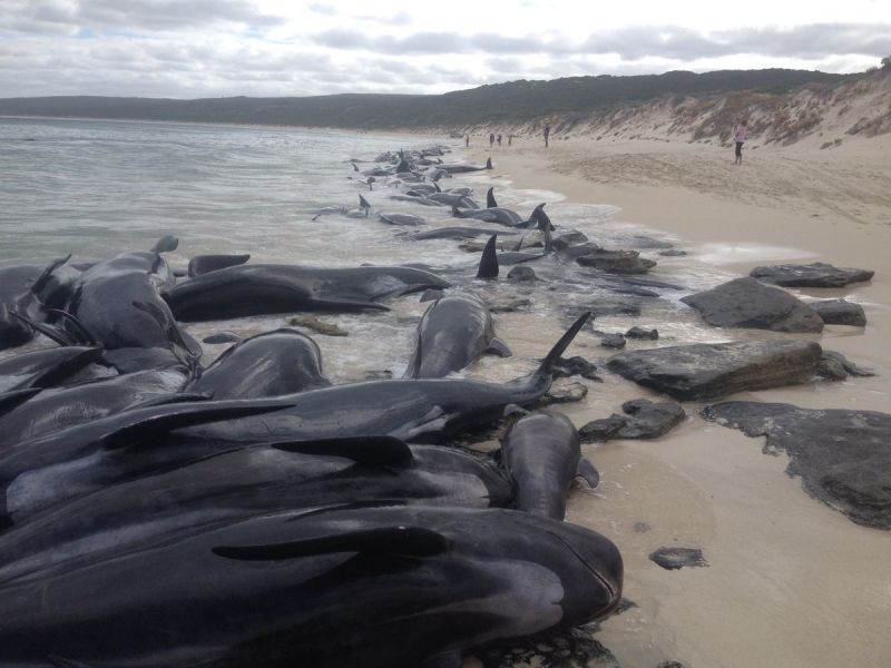 Több mint 150 delfint vetett partra a víz Ausztráliában