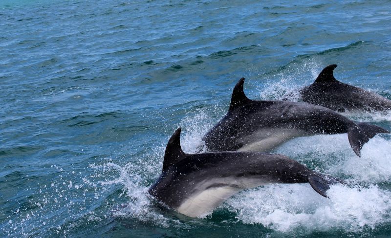 Közel 150 delfin pusztult el egyszerre