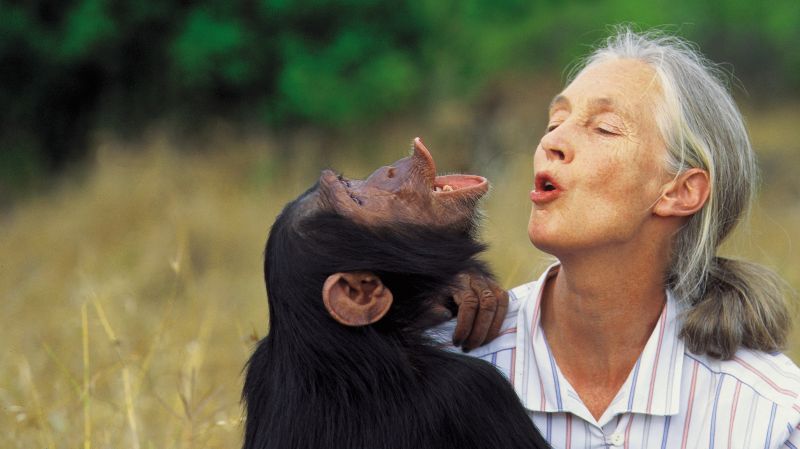 Jane Goodall májusban ismét Magyarországra jön