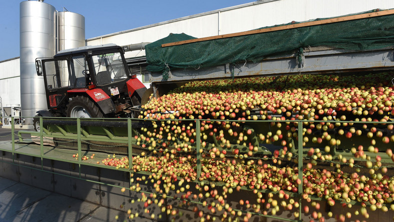 Kitört Szabolcsban az almabéke – megkezdődött az ipari alma beszállítása a feldolgozóüzemekbe