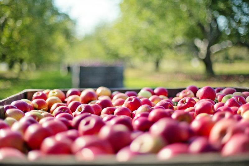 Több tízezer tonna magyar almát már csak üdítőként lehet elfogyasztani