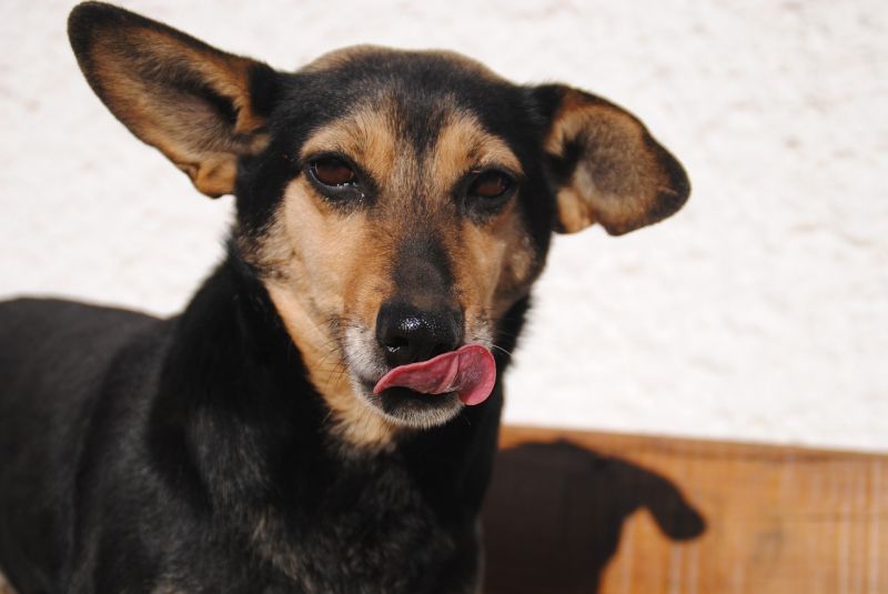 Kelet-Magyarország első kutyabarát fürdője nyílik Tiszafüreden