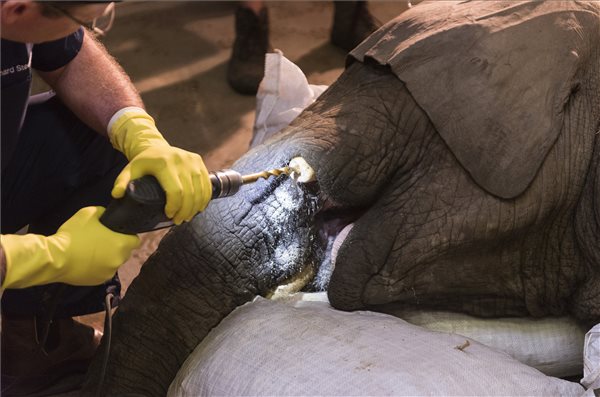 Afrikai elefántbika agyarát műtötték meg a Nyíregyházi Állatparkban – ezt a beavatkozást a világon csak három állatorvos képes elvégezni – fotó 