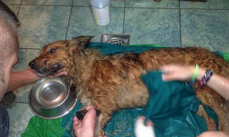 Megrázó – autóban haldokló, hősokkot kapott kutyát mentettek meg a Hortobágyi Madárkórház Alapítvány dolgozói – fotók