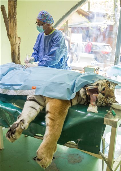 Megműtötték Igort – saját őssejtjeivel kezelték a Szegedi Vadaspark tigrisét – fotó