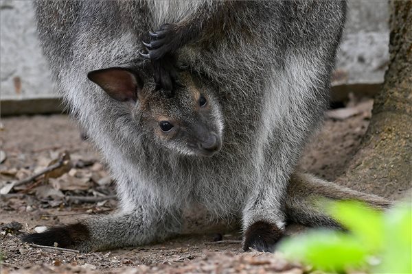 Ennél cukibb képet ma már nem lát! Így kukucskál anyja erszényéből a Bennett-kenguru bébi a debreceni állatkertben – fotó