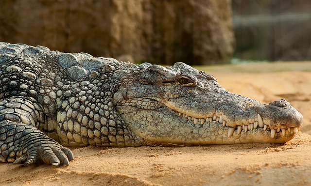 Krokodil ölt meg egy protestáns lelkészt keresztelés közben