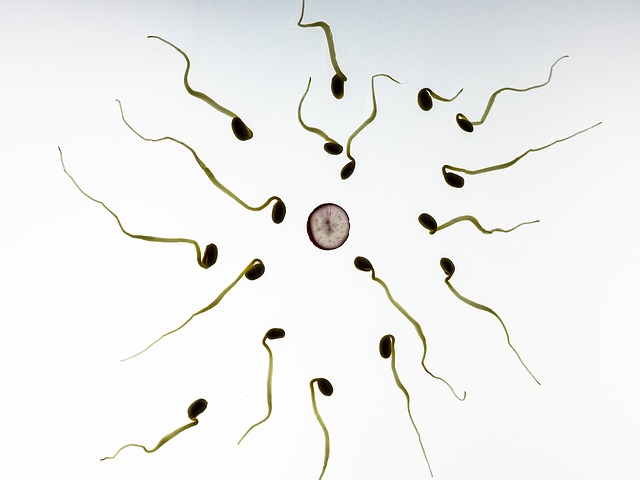 Kiderült – ezeknek a magvaknak a fogyasztása javíthatja a sperma minőségét