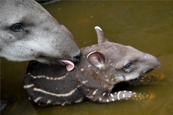 Nagyon cuki – tapírbébi született a debreceni állatkertben – fotó