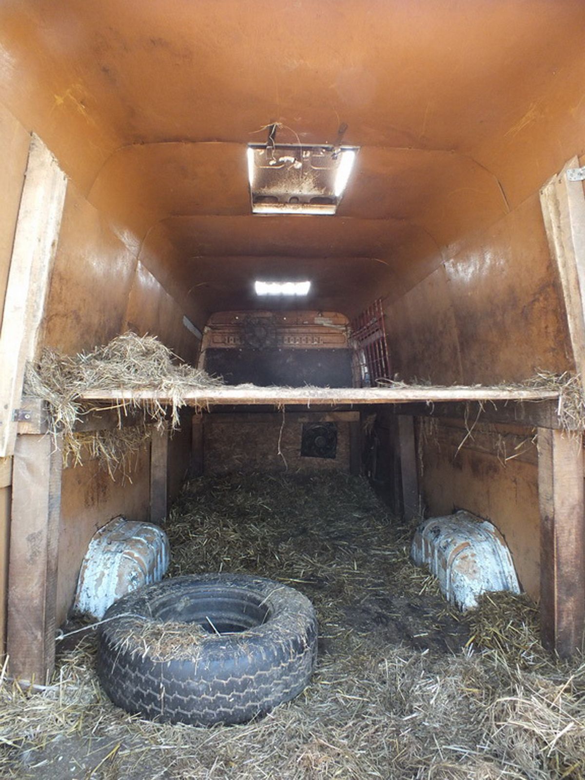 Két mikrobuszba zsúfoltak 195 disznót – állatkínzásért felelhetnek