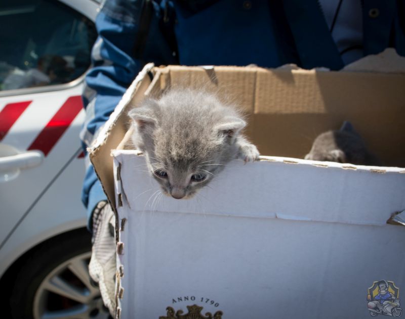 Akció volt az M5-ös sztrádán, motoros rendőrök mentettek kiscicákat – fotók